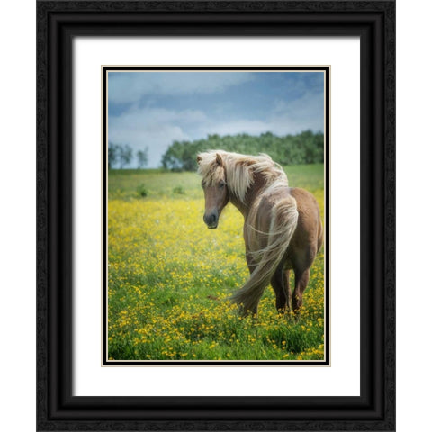 Icelandic Horses VIII Black Ornate Wood Framed Art Print with Double Matting by Burchett, P.H.