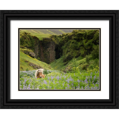 Icelandic Horses XI Black Ornate Wood Framed Art Print with Double Matting by Burchett, P.H.