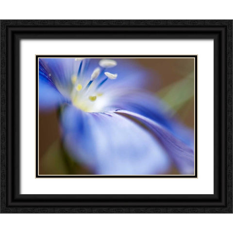 Blue Flax II Black Ornate Wood Framed Art Print with Double Matting by Nourock, Jonathan