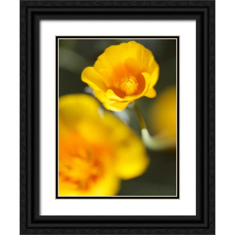 California Poppy I Black Ornate Wood Framed Art Print with Double Matting by Nourock, Jonathan