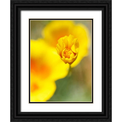 California Poppy III Black Ornate Wood Framed Art Print with Double Matting by Nourock, Jonathan