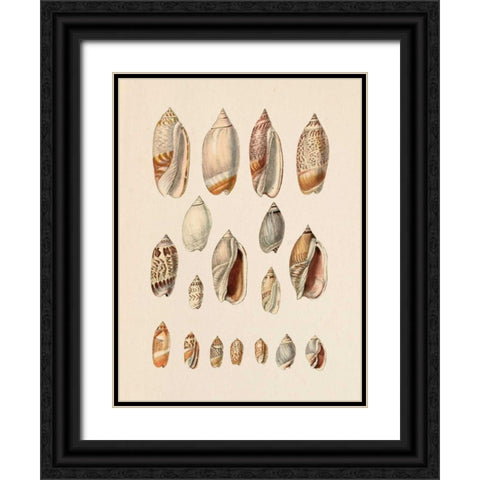 Cone Shell Display I Black Ornate Wood Framed Art Print with Double Matting by Goldberger, Jennifer