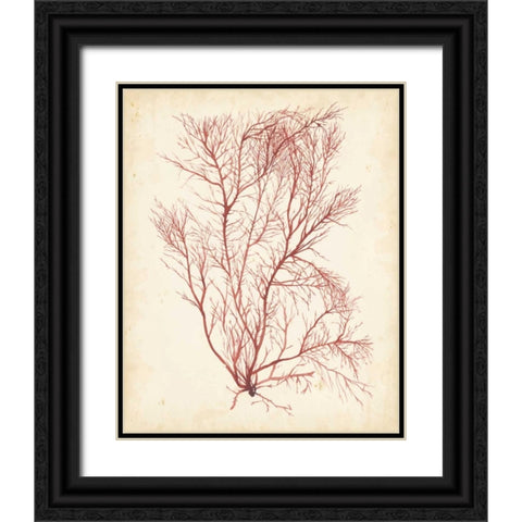 Watercolor Sea Grass I Black Ornate Wood Framed Art Print with Double Matting by Popp, Grace