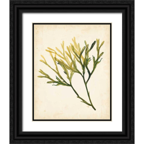 Watercolor Sea Grass V Black Ornate Wood Framed Art Print with Double Matting by Popp, Grace