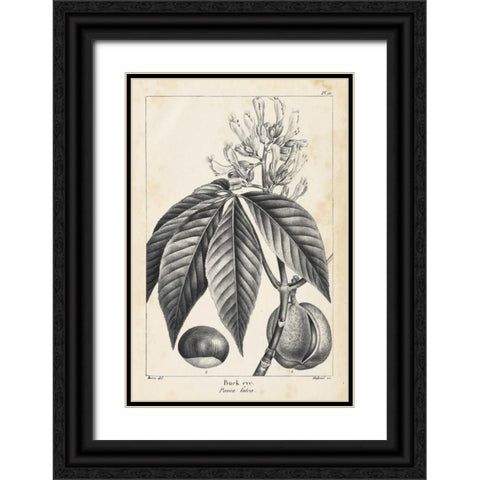 Vintage Buckeye Tree Black Ornate Wood Framed Art Print with Double Matting by Nuttall, Thomas