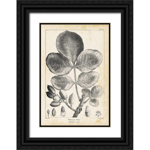 Vintage Pistachio Tree Black Ornate Wood Framed Art Print with Double Matting by Nuttall, Thomas