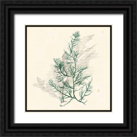 Vivid Algae IV Black Ornate Wood Framed Art Print with Double Matting by Popp, Grace