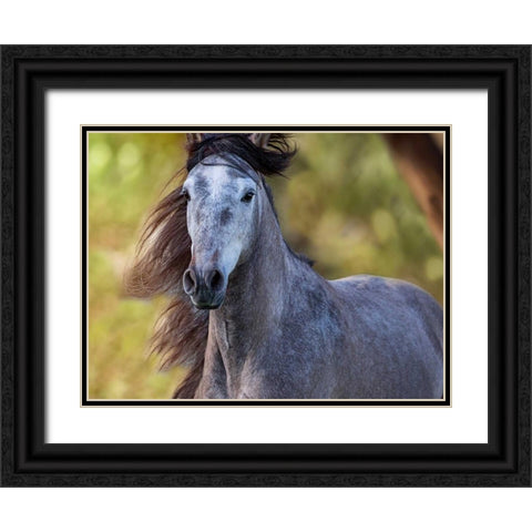 Horse in the Field I Black Ornate Wood Framed Art Print with Double Matting by Sturgeon, Ozana