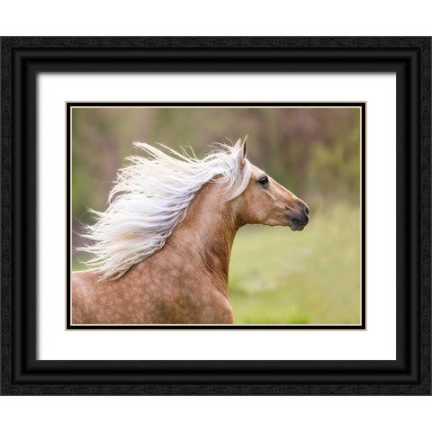 Horse in the Field III Black Ornate Wood Framed Art Print with Double Matting by Sturgeon, Ozana