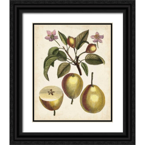 Antique Pear Study III Black Ornate Wood Framed Art Print with Double Matting by Unknown