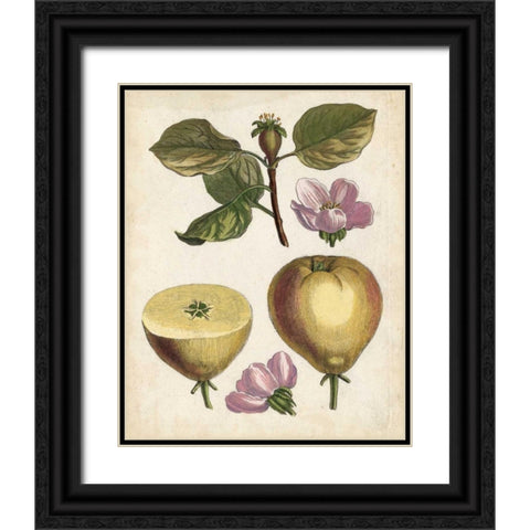 Antique Pear Study IV Black Ornate Wood Framed Art Print with Double Matting by Unknown