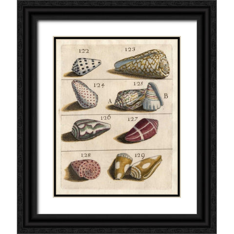 Shell Collection I Black Ornate Wood Framed Art Print with Double Matting by Unknown