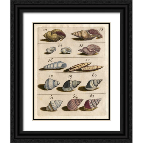 Shell Collection III Black Ornate Wood Framed Art Print with Double Matting by Unknown