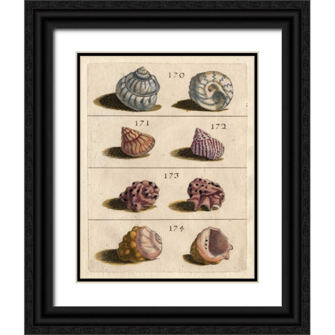 Shell Collection IV Black Ornate Wood Framed Art Print with Double Matting by Unknown