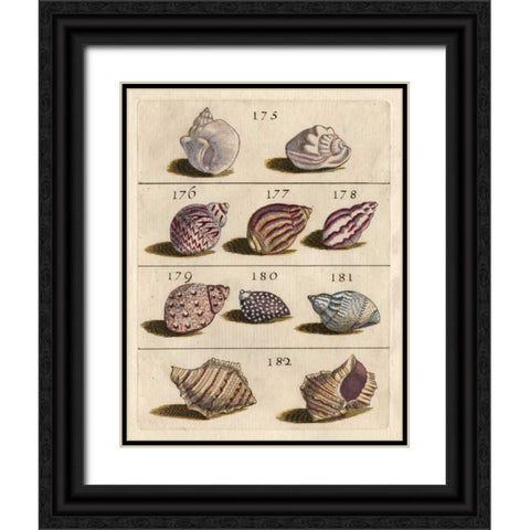 Shell Collection VI Black Ornate Wood Framed Art Print with Double Matting by Unknown