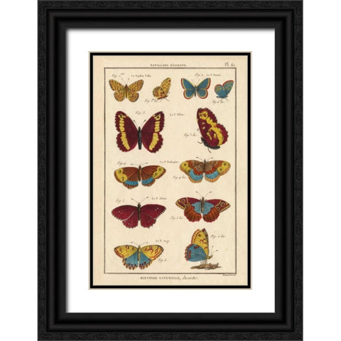 Histoire Naturelle Butterflies IV Black Ornate Wood Framed Art Print with Double Matting by Unknown