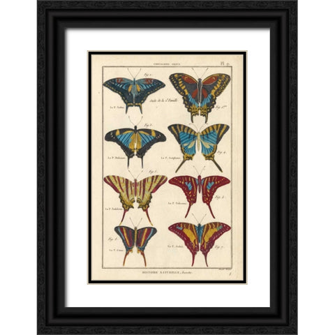 Histoire Naturelle Butterflies VI Black Ornate Wood Framed Art Print with Double Matting by Unknown