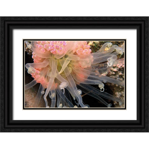 Ballerina - Thailand Black Ornate Wood Framed Art Print with Double Matting by Factor, Beverly