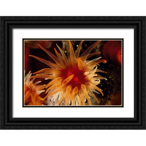 Bewitched - Menado, Indonesia Black Ornate Wood Framed Art Print with Double Matting by Factor, Beverly