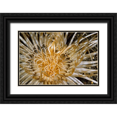 Pure Dazzle - N. Sulawesi, Indonesia Black Ornate Wood Framed Art Print with Double Matting by Factor, Beverly