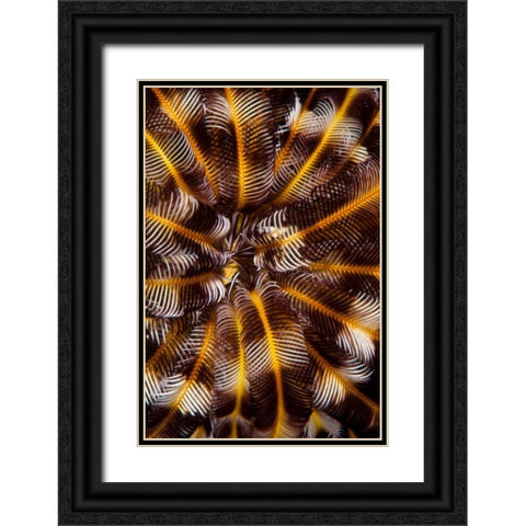 Feather Treasure - N. Sulawesi, Indonesia Black Ornate Wood Framed Art Print with Double Matting by Factor, Beverly