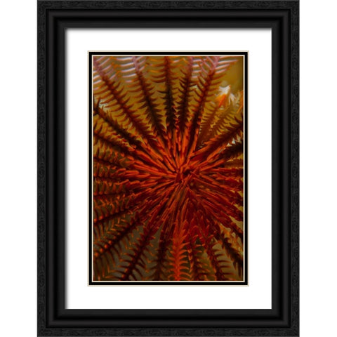 Destiny - S. Raja Ampat, Indonesia Black Ornate Wood Framed Art Print with Double Matting by Factor, Beverly