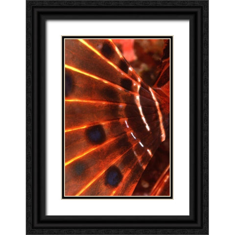 Flaming Flyer - Palau, Micronesia Black Ornate Wood Framed Art Print with Double Matting by Factor, Beverly