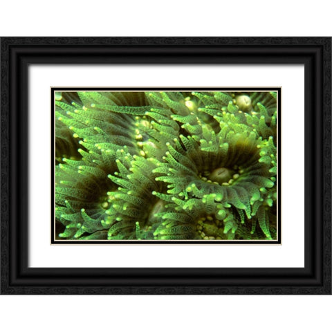Tender Moment - Indonesia Black Ornate Wood Framed Art Print with Double Matting by Factor, Beverly