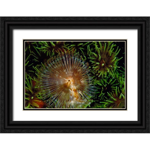 Enchanting - Indonesia Black Ornate Wood Framed Art Print with Double Matting by Factor, Beverly