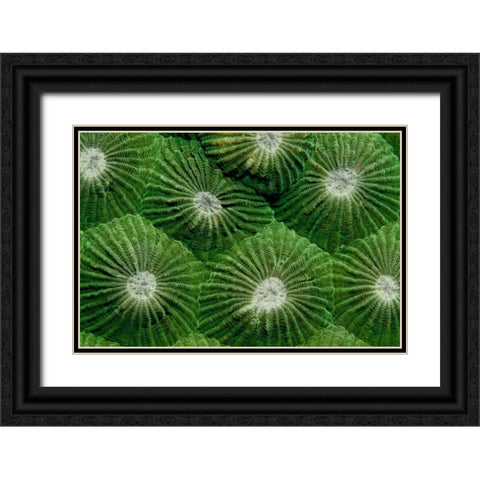 Greenlicious - Thailand Black Ornate Wood Framed Art Print with Double Matting by Factor, Beverly