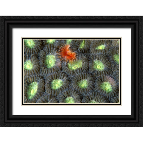 Red Surprise - Indonesia Black Ornate Wood Framed Art Print with Double Matting by Factor, Beverly