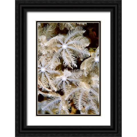 Feathering Flower I - Papua New Guinea Black Ornate Wood Framed Art Print with Double Matting by Factor, Beverly