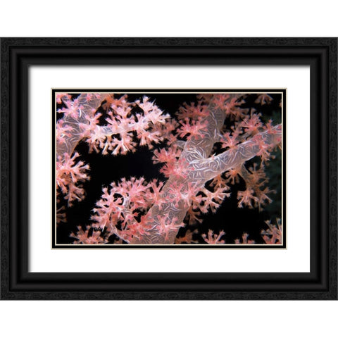 Delicately Pink - Vatu Passage, Fiji Black Ornate Wood Framed Art Print with Double Matting by Factor, Beverly