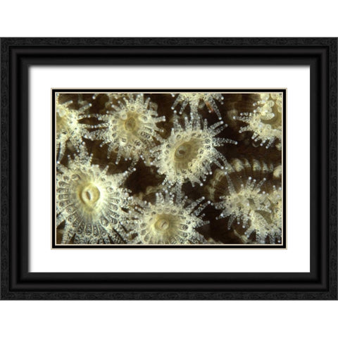 Shower Flower - Central Raja Ampat, Indonesia Black Ornate Wood Framed Art Print with Double Matting by Factor, Beverly