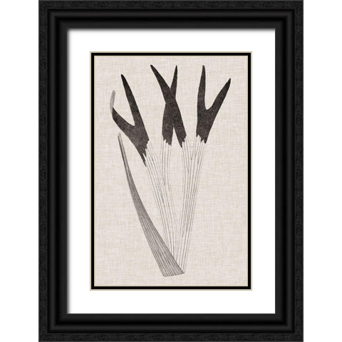 Custom Fern Family II (LG) Black Ornate Wood Framed Art Print with Double Matting by Lowe