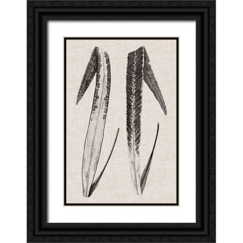 Custom Fern Family IV (LG) Black Ornate Wood Framed Art Print with Double Matting by Lowe