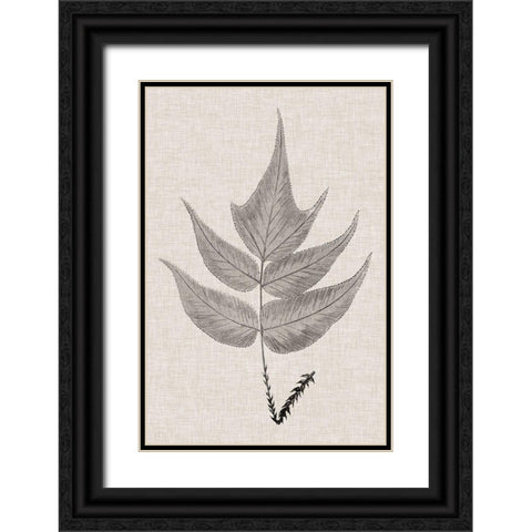 Custom Fern Family VII (LG) Black Ornate Wood Framed Art Print with Double Matting by Lowe