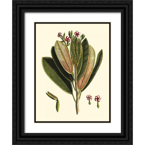 Buchoz Leaves I Black Ornate Wood Framed Art Print with Double Matting by Vision Studio