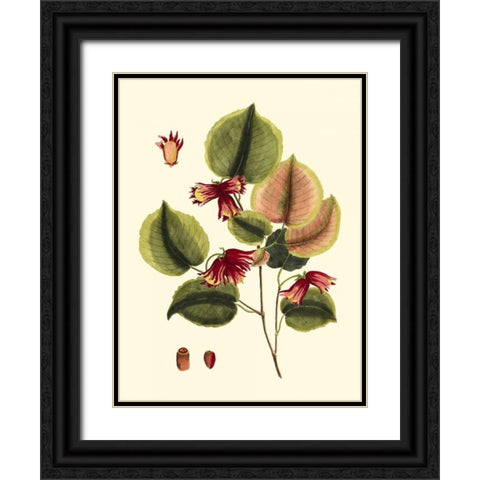 Buchoz Leaves II Black Ornate Wood Framed Art Print with Double Matting by Vision Studio