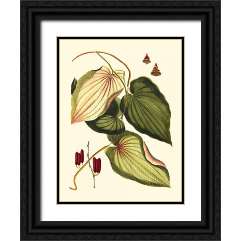 Buchoz Leaves III Black Ornate Wood Framed Art Print with Double Matting by Vision Studio