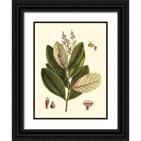 Buchoz Leaves IV Black Ornate Wood Framed Art Print with Double Matting by Vision Studio