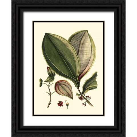 Buchoz Leaves V Black Ornate Wood Framed Art Print with Double Matting by Vision Studio