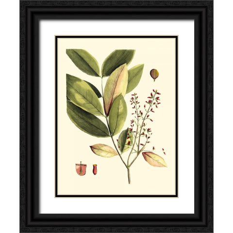 Buchoz Leaves VI Black Ornate Wood Framed Art Print with Double Matting by Vision Studio