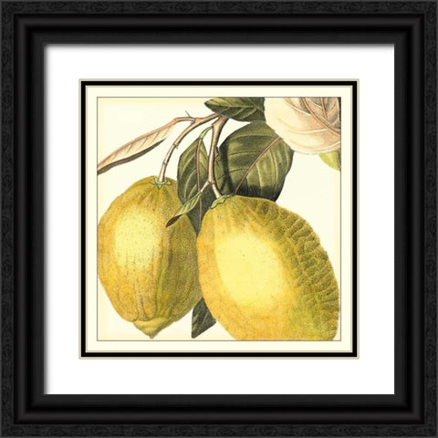 Graphic Lemon Black Ornate Wood Framed Art Print with Double Matting by Vision Studio