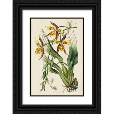 Small Spring Orchid I Black Ornate Wood Framed Art Print with Double Matting by Ridgeway