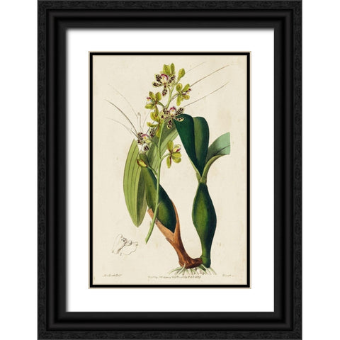 Small Spring Orchid III Black Ornate Wood Framed Art Print with Double Matting by Ridgeway