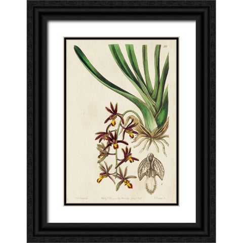 Small Spring Orchid V Black Ornate Wood Framed Art Print with Double Matting by Ridgeway