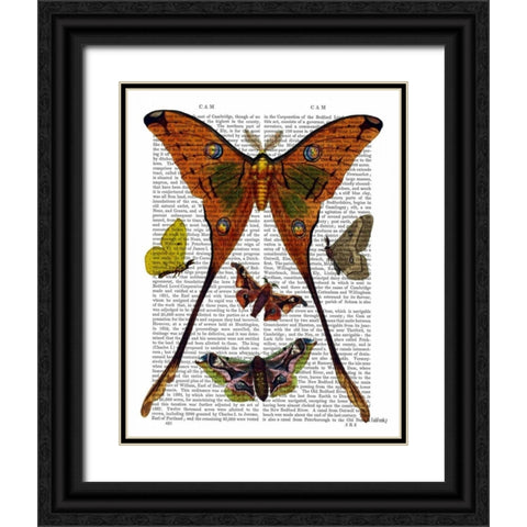 Moth Plate 1 Black Ornate Wood Framed Art Print with Double Matting by Fab Funky