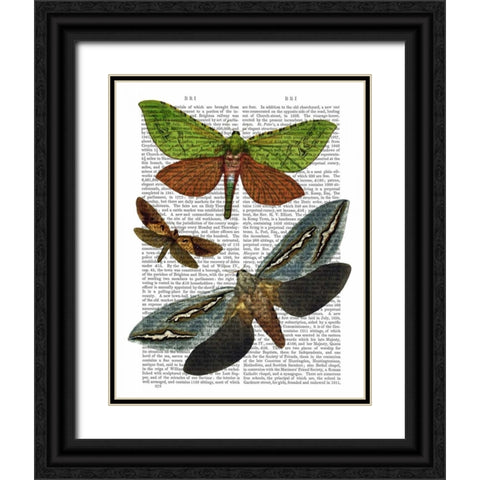 Butterflies 3 Black Ornate Wood Framed Art Print with Double Matting by Fab Funky