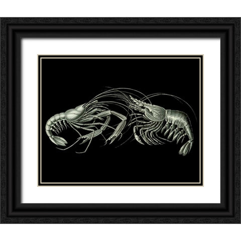 Shrimps On Black Black Ornate Wood Framed Art Print with Double Matting by Fab Funky